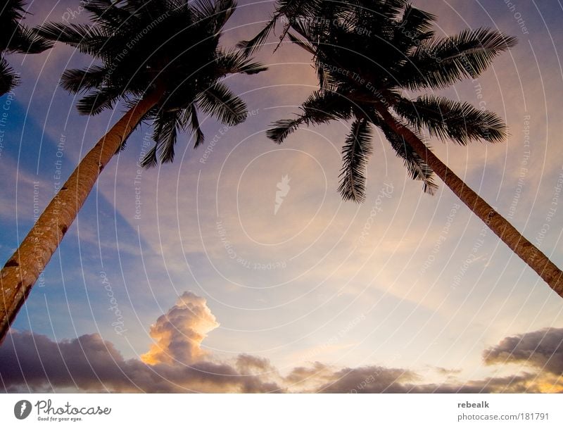 2 palm trees Colour photo Exterior shot Copy Space middle Evening Twilight Shadow Contrast Light (Natural Phenomenon) Sunrise Sunset Worm's-eye view Wide angle