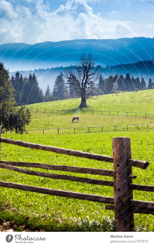 paddock Meadow Horse Loneliness Animal Nature Colour photo Vertical Green Tree Autumn Fog Mountain Clouds Depth of field Forest Pasture Cow Willow tree