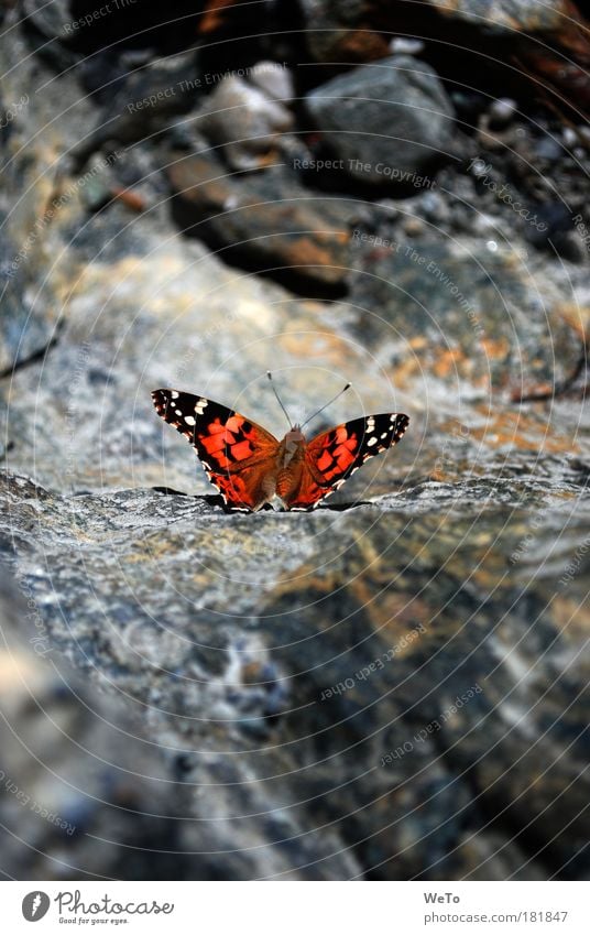 flight miracle Colour photo Exterior shot Deserted Morning Sunlight Animal portrait Nature Rock Butterfly 1 Uniqueness Break Painted lady alpine overflight Day