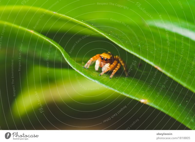 spider on a leaf, vintage colours and selective focus Art Animal Wild animal Spider 1 Adventure Colour photo Multicoloured Close-up Detail