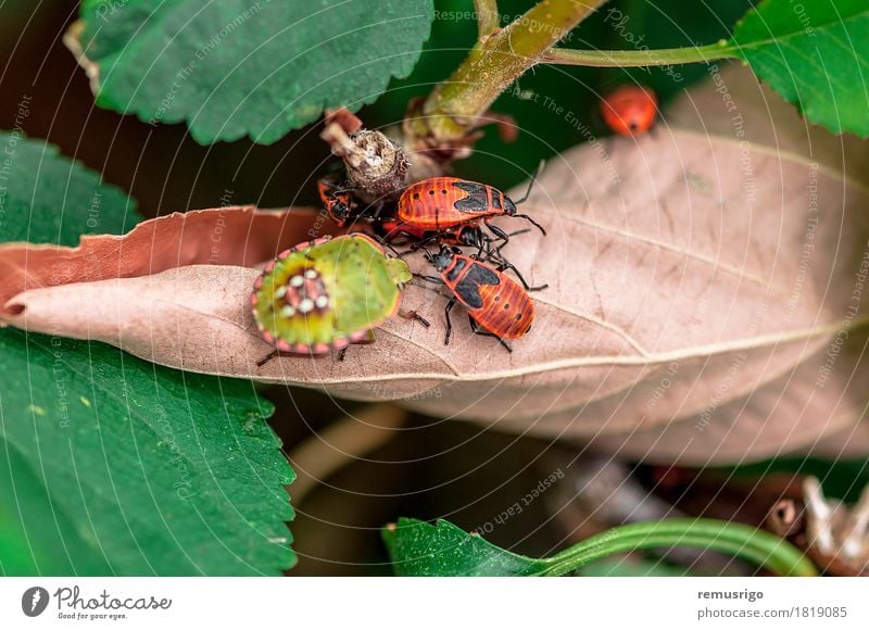 A couple of firebugs Nature Leaf Movement Going arthropod background Biology Firebug Living thing Bug Insect spring Colour photo Exterior shot Close-up Detail