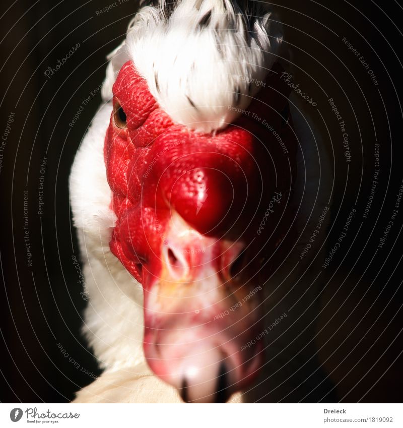 Black-winged Duck Animal Bird Animal face Pelt Duck birds 1 Red White Colour photo Exterior shot Close-up Light Shadow Contrast Shallow depth of field