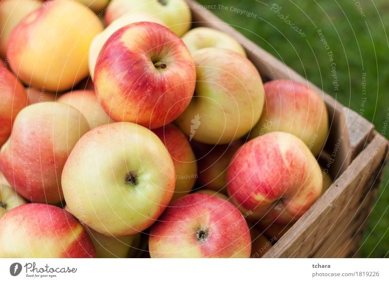 Apples Fruit Summer Garden Autumn Grass Wood Old Fresh Natural Juicy Yellow Red Crate box ripe food healthy Organic crates Produce background light Crops Farm