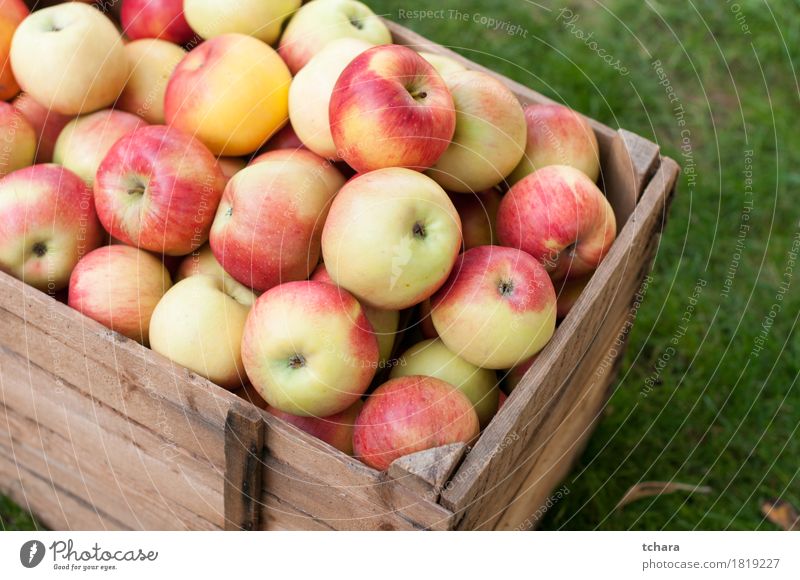 Apples Diet Summer Garden Autumn Grass Wood Old Fresh Natural Brown Yellow Green Red Crate box ripe food healthy Organic crates Produce Crops Farm Harvest
