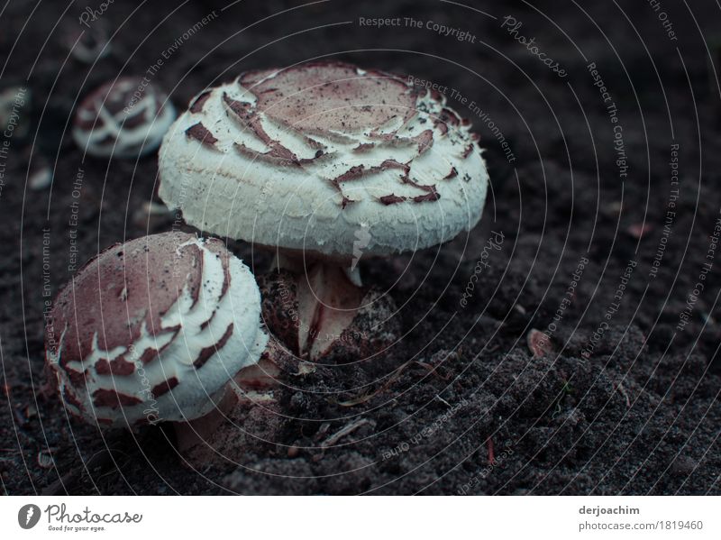 Boulders found on the forest floor. Beautiful mushrooms. Mushroom Nutrition Joy Well-being Nature Autumn Beautiful weather Beatle haircut Garden Bavaria Germany