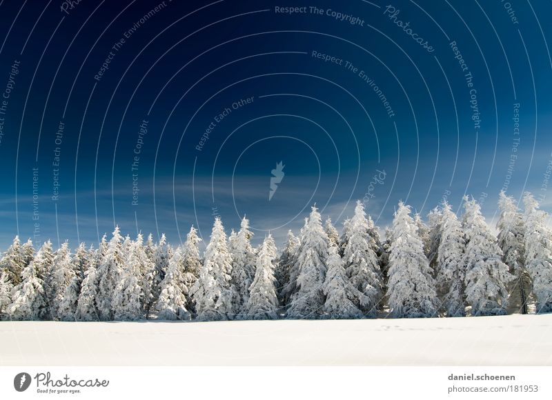 Snow line 400 meters Copy Space top Copy Space middle Sunlight Wide angle Sky Cloudless sky Winter Beautiful weather Ice Frost Tree Forest Cold Clean Blue White