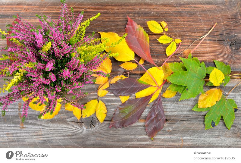 Autumn coloured leaves and Erica on wood background Style Thanksgiving Nature Plant Leaf Wood Flag Old Long Yellow White wooden background Border Gold colors