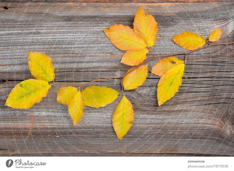 Autumn Colourful beech leaves on a wooden background Nature Plant Leaf Wood Flag Old Long Yellow White Border Gold colors Maple tree Vine leaf kiwi foliage