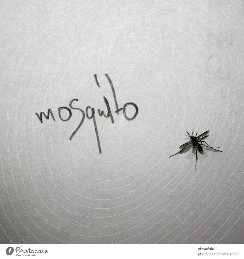 Mosquito Black & white photo Interior shot Close-up Detail Macro (Extreme close-up) Deserted Copy Space top Copy Space bottom Neutral Background