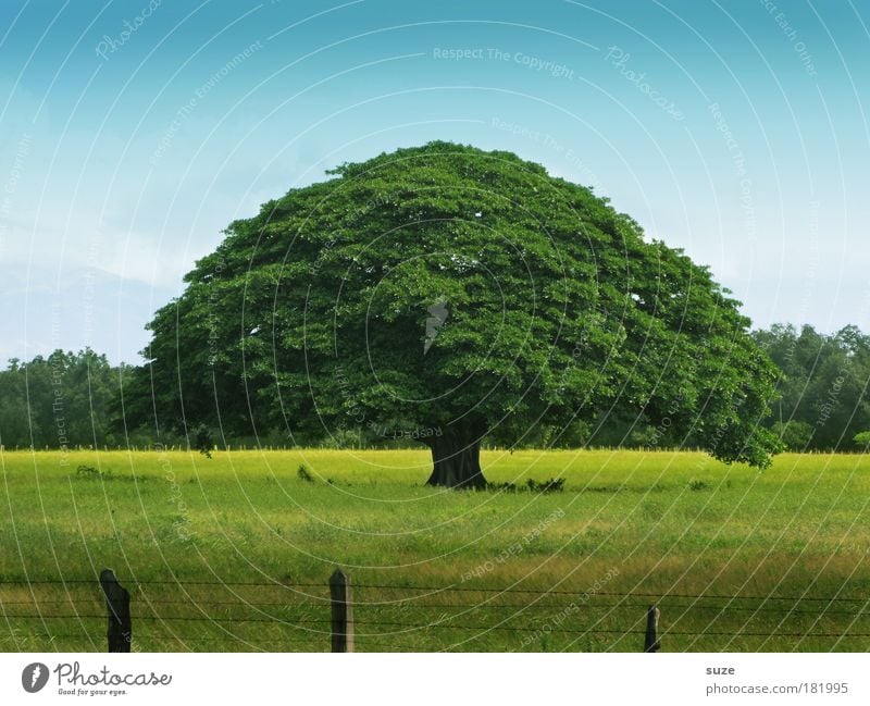 tree of life Life Calm Trip Environment Nature Landscape Plant Summer Tree Meadow Old Growth Green Time Thuja Fence Middle Seasons Tree trunk Treetop