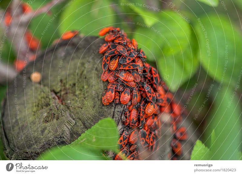 A group of firebugs Nature Leaf Antenna Sit arthropod background Biology Firebug Living thing Bug Insect Log spring Colour photo Exterior shot Close-up Deserted