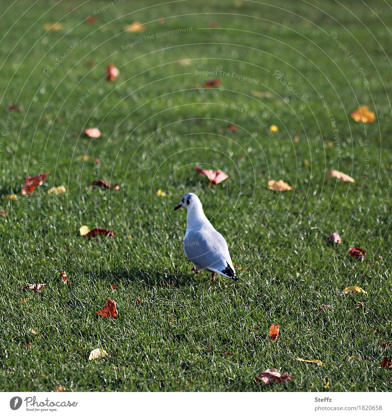 keep going Seagull Lawn Autumn leaves Wild bird Bird Going on foot across October autumn impression autumn leaves Foraging To go for a walk autumn mood Grass