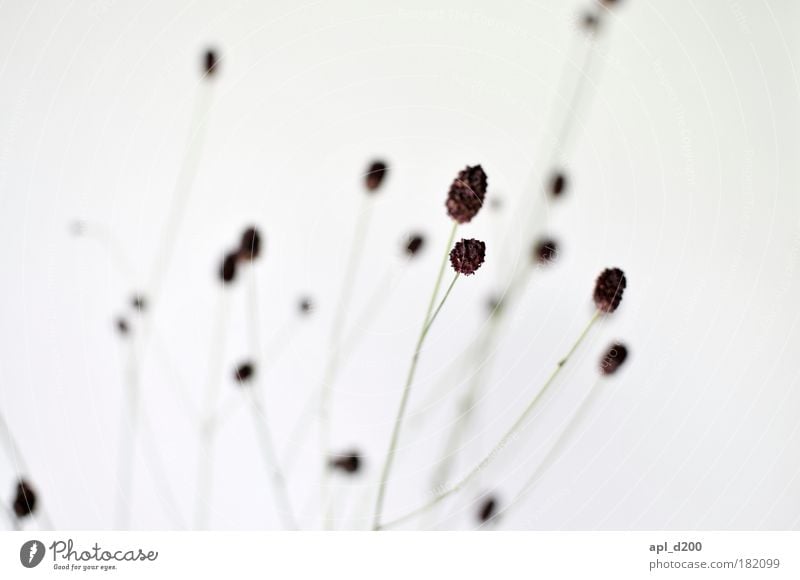 Delicate Colour photo Subdued colour Interior shot Close-up Detail Deserted Neutral Background Day Silhouette High-key Shallow depth of field Environment Nature