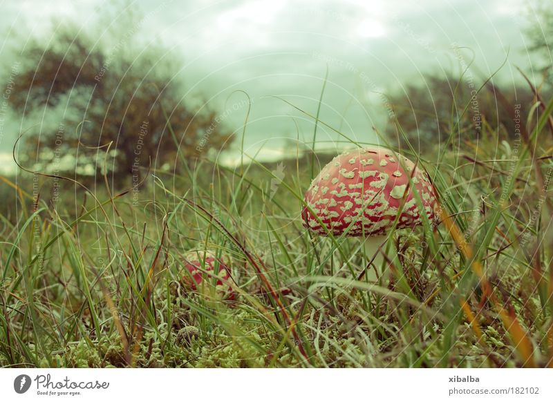 island mushroom Subdued colour Exterior shot Deserted Copy Space left Day Shallow depth of field Worm's-eye view Nature Landscape Plant Storm clouds Grass