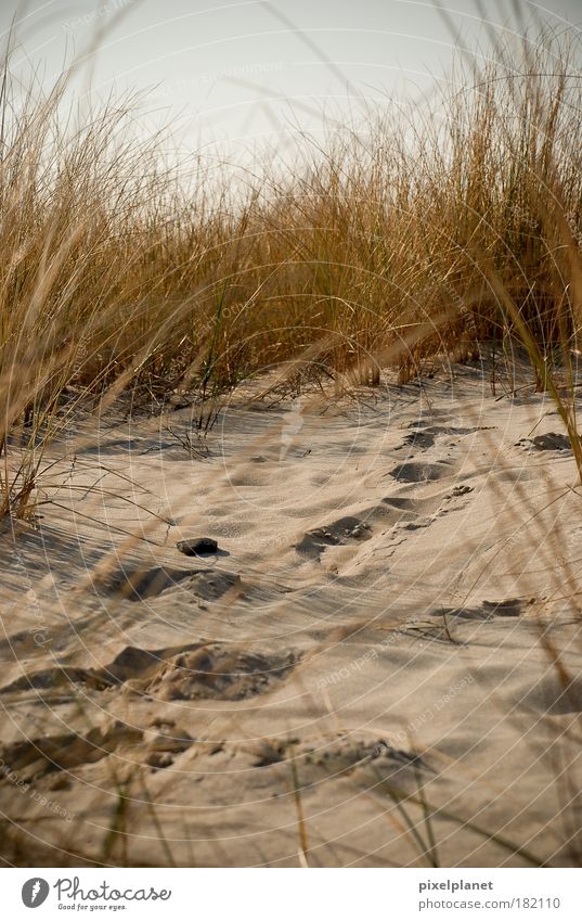 Traces in the sand Colour photo Exterior shot Deserted Day Central perspective Nature Earth Sand Bushes Beach Baltic Sea Cuddly Disciplined