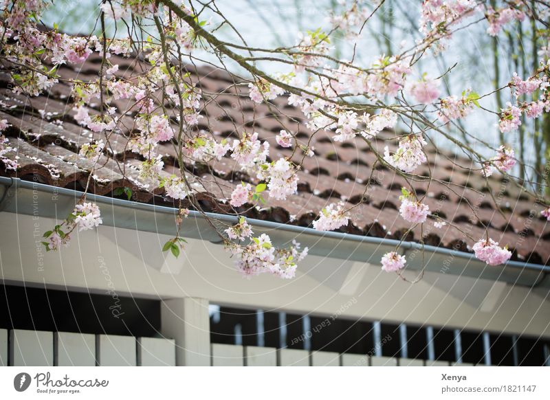 Flowering tree in front of building Plant Spring Tree Blossom Branch Building Wall (barrier) Wall (building) Roof Pink New start Exterior shot Deserted