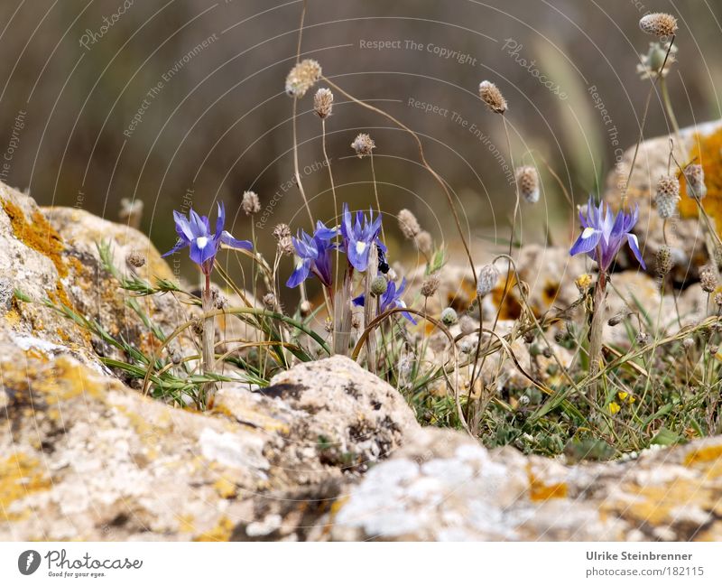 Wild iris species in Sardinia Environment Nature Plant Earth spring Wild plant Lily plants Rock Coast Stone Esthetic Threat Fragrance already natural Blue