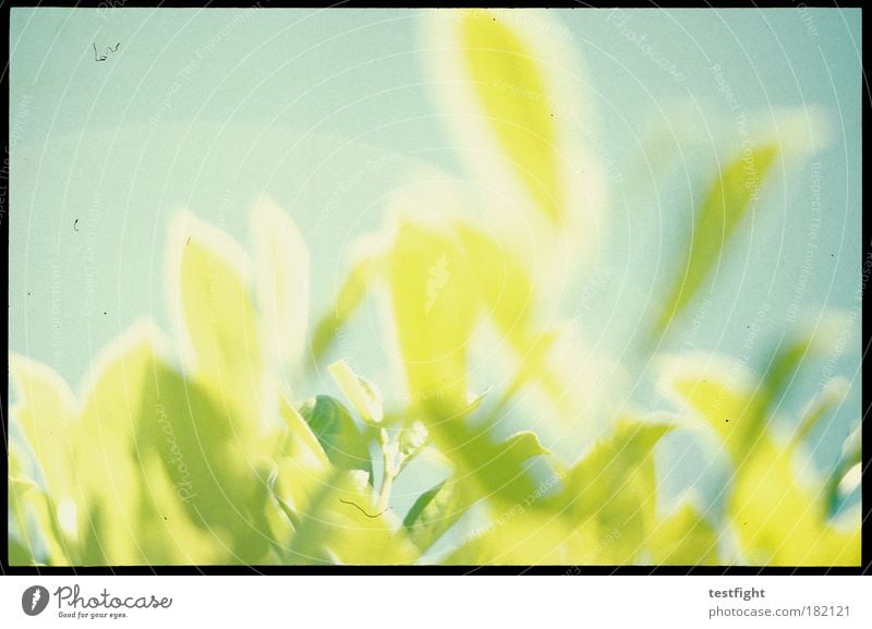 baby c´mon Colour photo Exterior shot Abstract Copy Space top Shadow Sunlight Sunbeam Environment Nature Plant Sky Summer Beautiful weather Blossoming
