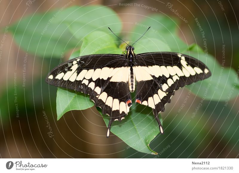 Like a smile... Environment Nature Animal Butterfly 1 Soft Black White Insect Fragile Smiling Calm Colour photo Close-up Detail Macro (Extreme close-up)