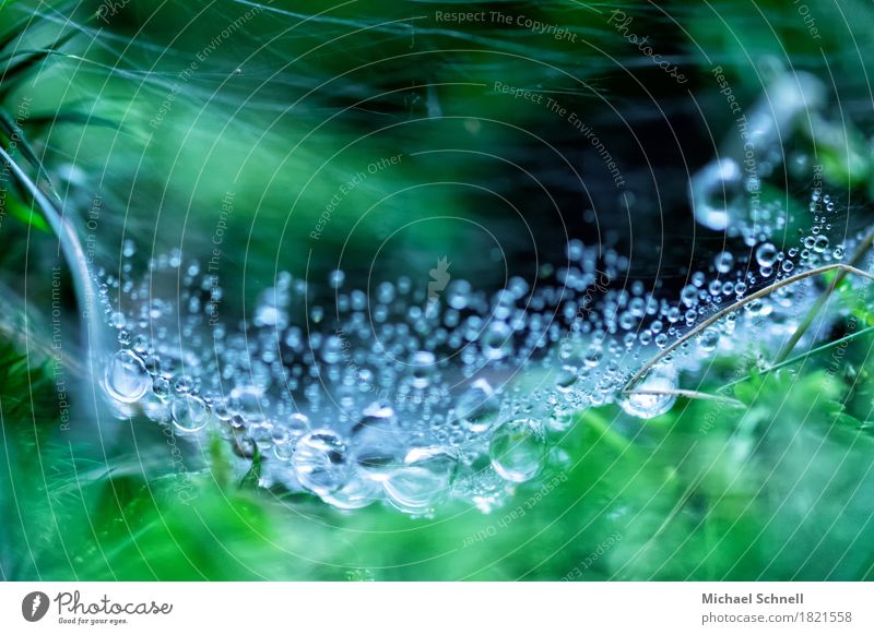 drop net Environment Nature Plant Water Drops of water Autumn Wet Natural Beautiful Ease Suspended Calm Colour photo Exterior shot Close-up