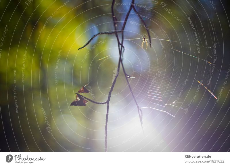 spider Environment Nature Animal Forest Spider 1 Natural Green Twig Spider's web Colour photo Exterior shot Detail Day Sunlight Back-light Blur
