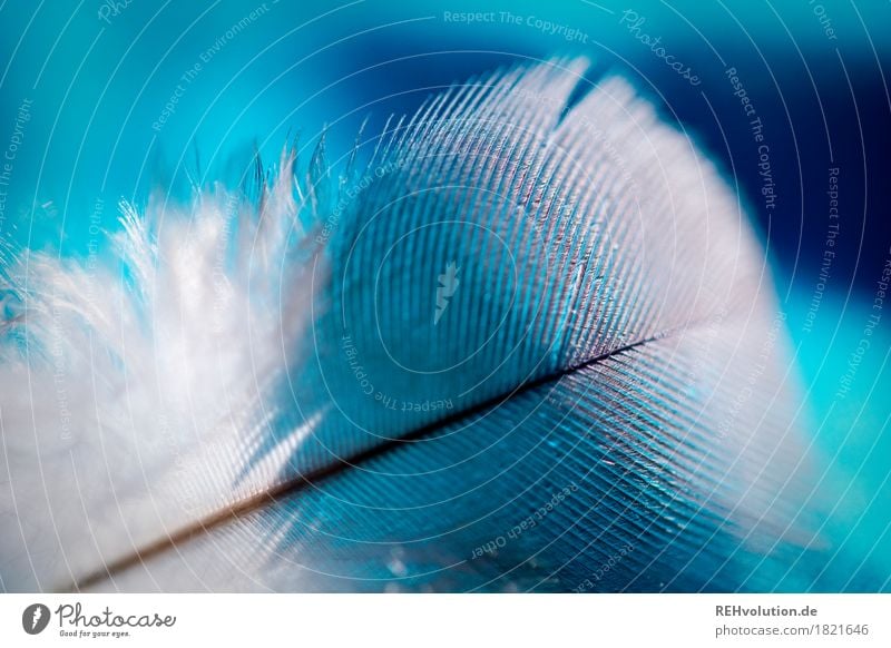 nib Nature Blue Feather Structures and shapes Easy Simple Soft Colour photo Exterior shot Close-up Detail Macro (Extreme close-up) Day Blur