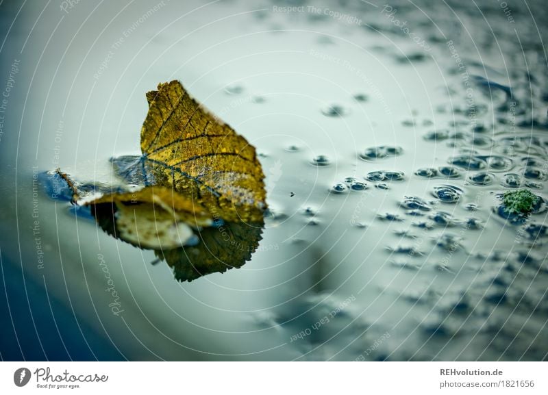 autumn Environment Nature Autumn Weather Bad weather Rain Leaf Water Wet Puddle Damp Colour photo Exterior shot Copy Space right Dawn Day Reflection Blur