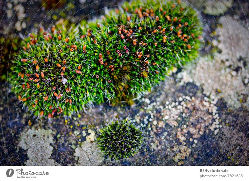moss Environment Nature Plant Moss Foliage plant Growth Green Background picture Colour photo Exterior shot Close-up Detail Macro (Extreme close-up)