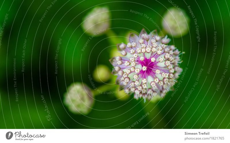 abstract flowers Nature Spring Plant Flower Grass Blossom allium Leek Garden Park Field Blossoming Fragrance Faded Fresh Healthy Round Green Violet White