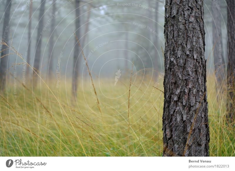 trunk Environment Nature Forest Emotions Moody Autumn Fog Grass Gray Rough Tree bark Pine Fat Force Weather Bad weather Colour photo Exterior shot Deserted