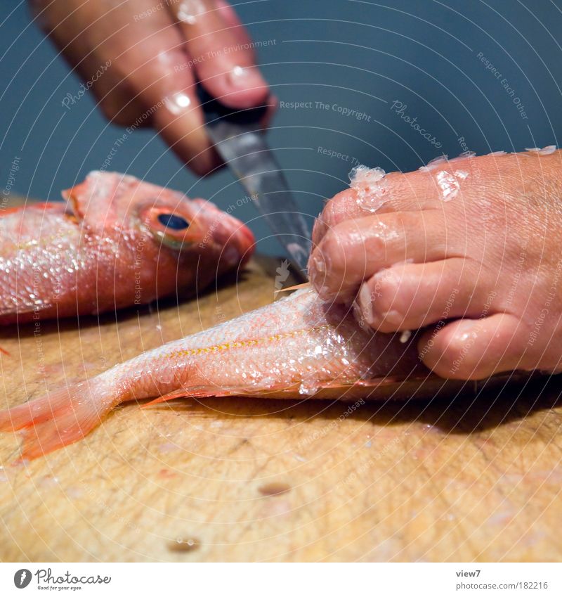 preparation Colour photo Multicoloured Close-up Detail Light Shallow depth of field Fish Nutrition Cutlery Knives Hand Fingers Dead animal Utilize Make