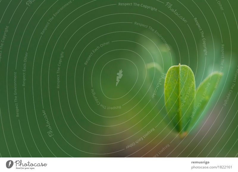 Small leaf with green background Summer Garden Environment Nature Plant Leaf Green Serene bio blur Minimalistic spring Zen Colour photo Exterior shot Abstract