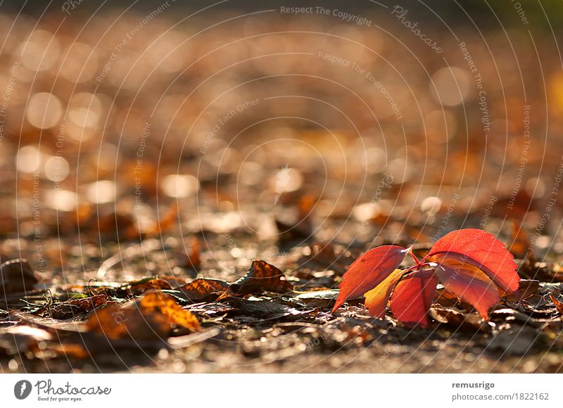 Red leaves on the ground Autumn Leaf Park Brown Yellow Colour background eco November Seasons Consistency Colour photo Exterior shot Deserted Morning