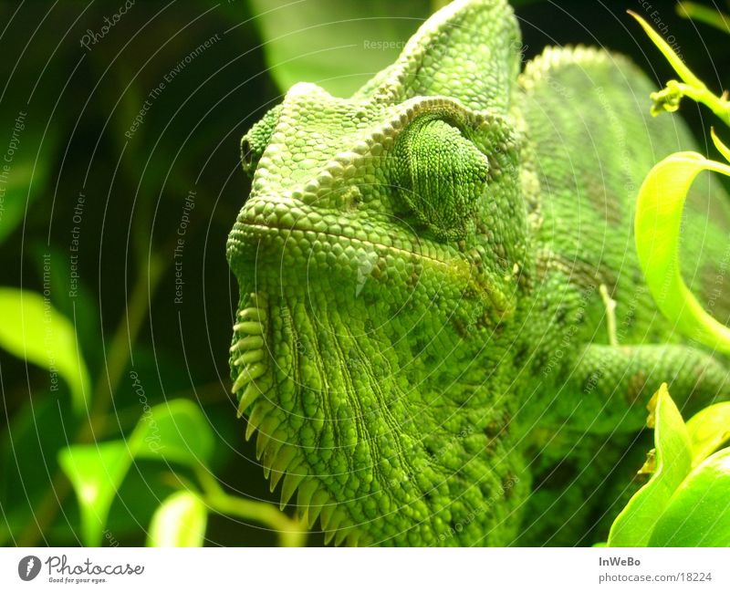 chameleon Yemen Reptiles Green Leaf calyptrate Close-up