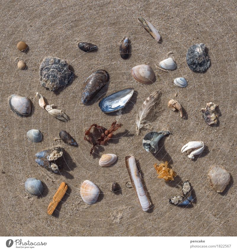 parts of the whole Nature Elements Sand Beach North Sea Ornament Esthetic Contentment Design Flotsam and jetsam Super Still Life Mussel Shellfish Feather Wood