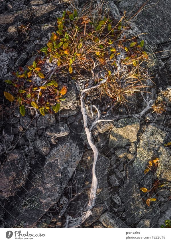life tree Nature Plant Elements Earth Autumn Tree Rock Esthetic Strong Dry The North Cape Vacation in Norway Autumnal colours Moss Lichen Root Thuja Vigor