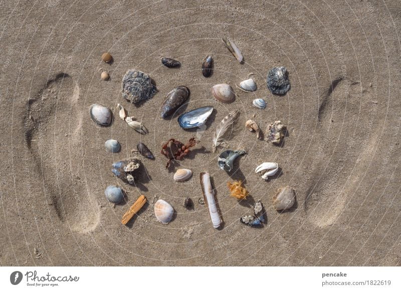 anticapitalism | shell currency Feet Nature Elements Sand Summer Coast North Sea Paying Looking Collection Mussel Snail shell Shellfish Footprint