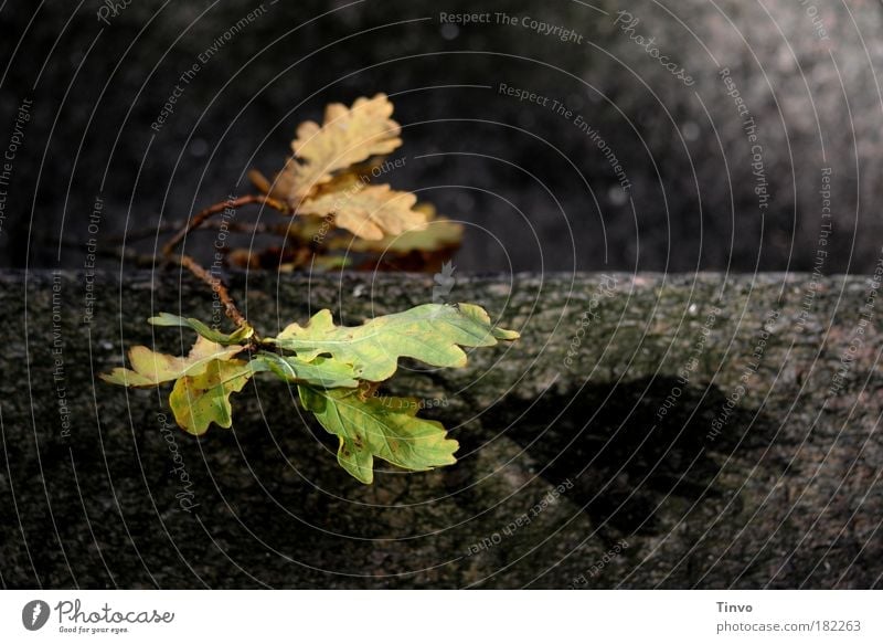 transition Colour photo Exterior shot Close-up Copy Space right Morning Light Shadow Sunlight Nature Autumn Plant Tree Leaf Old Lie To dry up Dark Calm Sadness