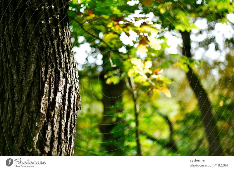 tree bark Colour photo Exterior shot Close-up Detail Deserted Copy Space right Copy Space bottom Day Light Shadow Contrast Sunlight Deep depth of field