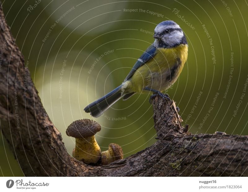 Blue Tit Environment Nature Animal Spring Summer Autumn Tree Branch Mushroom Garden Park Meadow Forest Wild animal Bird Wing Tit mouse 1 Observe Sit Esthetic