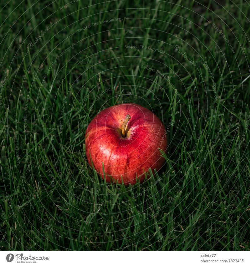 Apple in the grass Healthy Healthy Eating Life Nature Earth Autumn Grass Foliage plant Fruit Garden Meadow Lie Fresh Good Round Juicy Green Red Quality