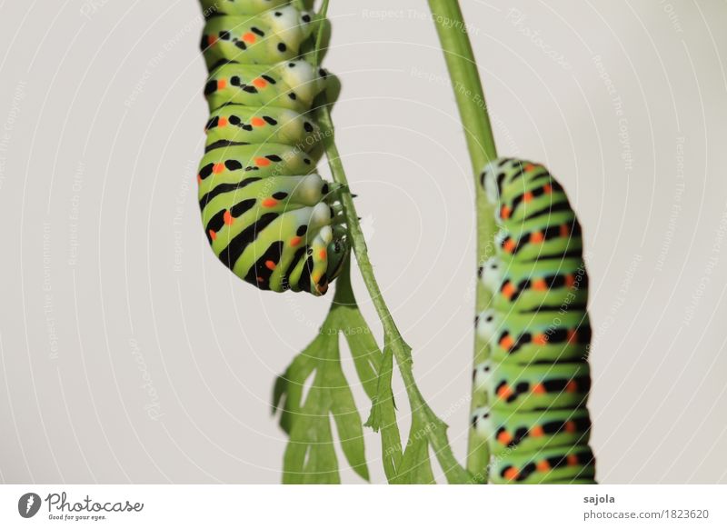 Rüebliraupe - pas de deux Nature Animal Wild animal Butterfly Caterpillar 2 To hold on To feed Esthetic Green Orange Black Pattern Camouflage Metamorphosis