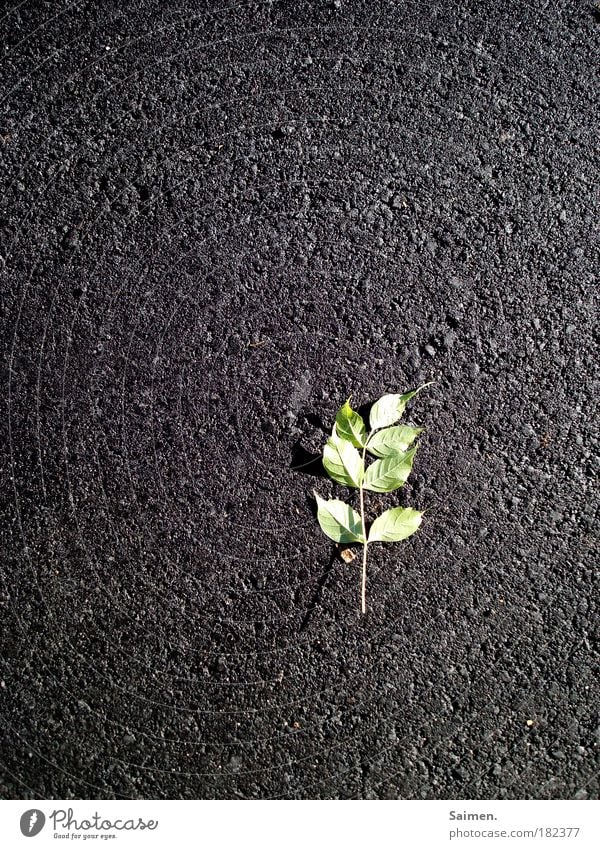 survival is not always easy Colour photo Exterior shot Day Light Shadow Contrast Reflection Bird's-eye view Nature Plant Leaf Twig Street Lie Beautiful Gray