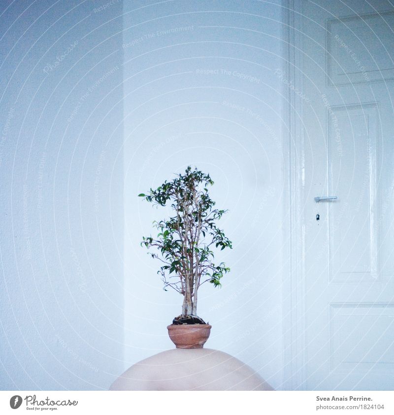 Tree of life. Back 1 Human being Plant Houseplant Loneliness Door Whimsical Art Colour photo Subdued colour Central perspective