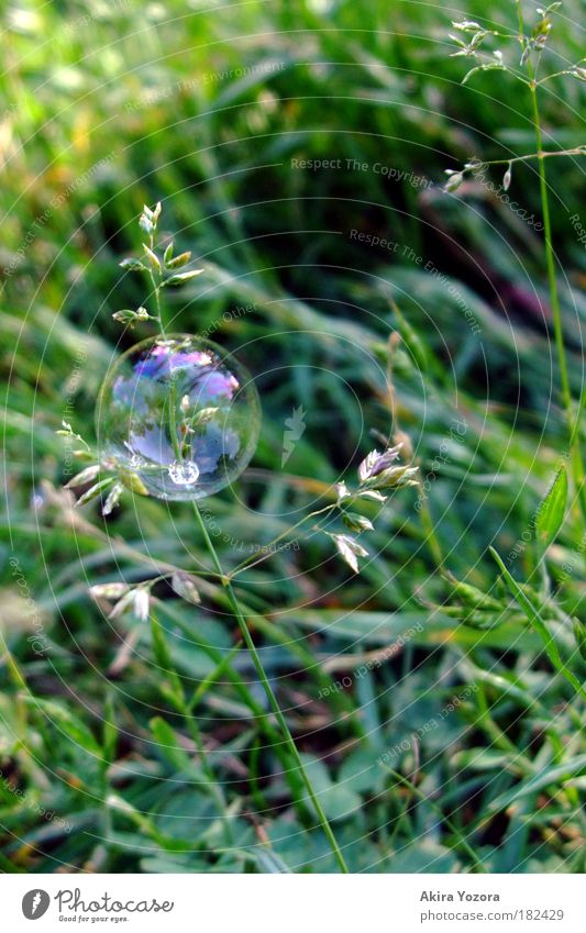 Entertaining blossom Colour photo Exterior shot Close-up Deserted Copy Space right Neutral Background Day Reflection Leisure and hobbies Nature Grass Meadow