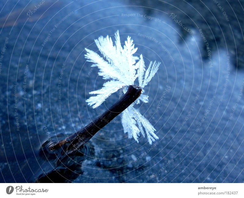 frost Colour photo Exterior shot Close-up Deserted Day Reflection Shallow depth of field Bird's-eye view Nature Water Ice Frost Leaf River bank Brook Fresh Cold
