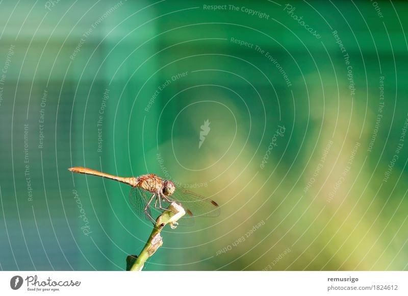 Dragonfly resting on a plant Summer Nature Plant Animal Park Wing Sit Bug eye fauna Insect Resting Colour photo Exterior shot Close-up Detail