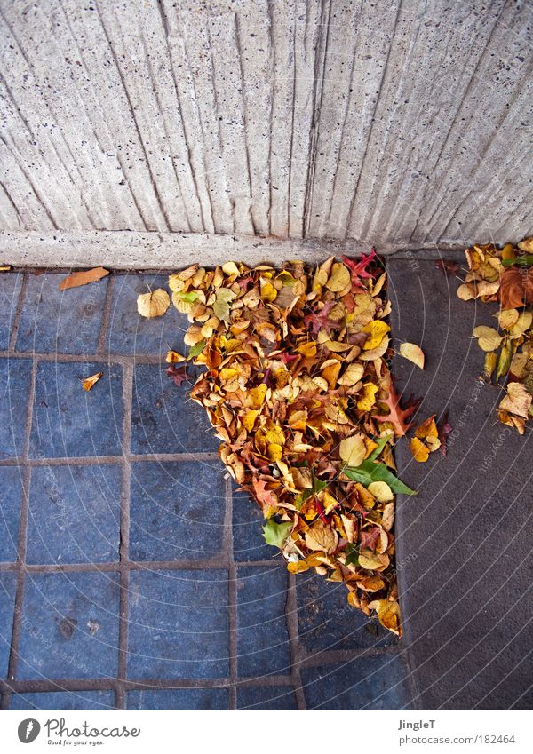 Autumn pavement [Koeln 2.0] Colour photo Exterior shot Deserted Copy Space left Copy Space top Copy Space bottom Day Contrast Bird's-eye view Wind Leaf Old town