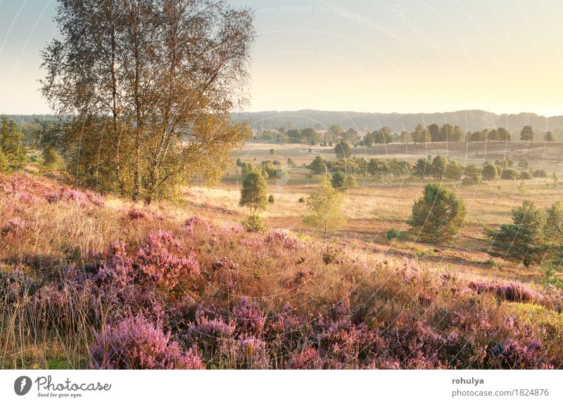 hills with heather flowers in morning sunlight Summer Nature Landscape Sky Autumn Tree Flower Grass Blossom Meadow Hill Pink Heathland Mountain heather ling