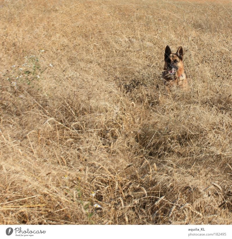 incognito Colour photo Exterior shot Structures and shapes Deserted Day Warmth Field Animal Pet Dog Planning German Shepherd Dog Observe Hide Rye